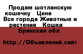 Продам шотланскую кошечку › Цена ­ 10 000 - Все города Животные и растения » Кошки   . Брянская обл.